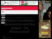 Bild zum Artikel: Wilderer erschießen Bärenmutter und ihre Jungen im Winterschlaf