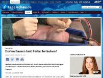 Bild zum Artikel: Klöckner will Bauern erlauben, Ferkel selbst zu narkotisieren.