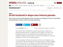 Bild zum Artikel: Italien: 22 Kilo Plastikmüll im Magen eines Pottwals gefunden