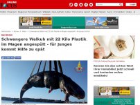 Bild zum Artikel: Sardinien - Schwangere Walkuh mit 22 Kilo Plastik im Magen angespült - für Junges kommt Hilfe zu spät