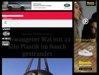 Bild zum Artikel: Schwangerer Wal mit 22 Kilo Plastik im Bauch gestrandet