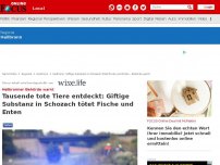 Bild zum Artikel: Heilbronn - Warnung in Heilbronn: Giftige Substanz in Schozach - Schon tausende tote Fische und Enten entdeckt
