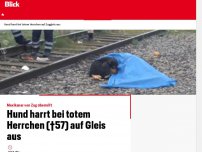 Bild zum Artikel: Mexikaner von Zug überrollt: Hund harrt bei totem Herrchen (†57) auf Gleis aus