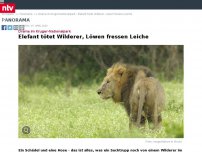Bild zum Artikel: Drama im Kruger-Nationalpark: Elefant tötet Wilderer, Löwen fressen Leiche