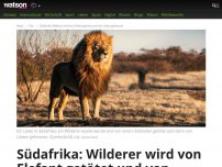 Bild zum Artikel: Südafrika: Wilderer wird von Elefant getötet und von Löwen gefressen