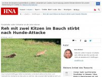 Bild zum Artikel: Reh mit zwei Kitzen im Bauch stirbt nach Hunde-Attacke