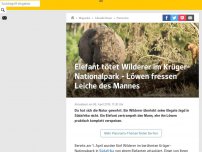 Bild zum Artikel: Elefant tötet Wilderer im Krüger-Nationalpark - Löwen fressen Leiche des Mannes des Mannes