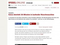 Bild zum Artikel: Tasmanien: Katze überlebt 30 Minuten in laufender Waschmaschine