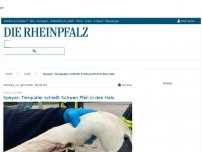 Bild zum Artikel: Speyer: Tierquäler schießt Schwan Pfeil in den Hals