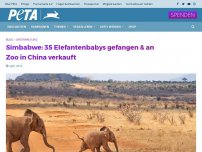 Bild zum Artikel: Simbabwe: 35 Elefantenbabys gefangen & an Zoo in China verkauft