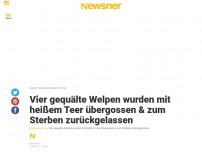 Bild zum Artikel: Vier gequälte Welpen wurden mit heißem Teer übergossen & zum Sterben zurückgelassen