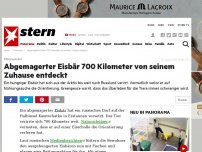 Bild zum Artikel: Klimawandel : Abgemagerter Eisbär 700 Kilometer von seinem Zuhause entdeckt