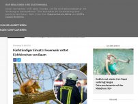 Bild zum Artikel: Fünfstündiger Einsatz: Feuerwehr rettet Eichhörnchen von Baum