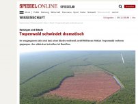 Bild zum Artikel: Rodungen und Brände: Tropenwald schwindet dramatisch