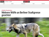 Bild zum Artikel: Mehrere Wölfe an Berliner Stadtgrenze gesichtet