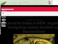 Bild zum Artikel: Schock bei Edeka in NRW: Hochgiftige Spinne krabbelt aus Bananenkiste
