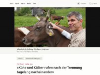 Bild zum Artikel: «Kühe und Kälber rufen nach der Trennung tagelang nacheinander»