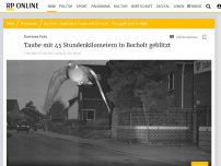 Bild zum Artikel: Kurioses Foto begeistert Internet: Taube mit 45 Stundenkilometern in Bocholt geblitzt