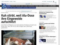 Bild zum Artikel: Kanton Freiburg: Kuh stirbt, weil Alu-Dose ihre Eingeweide aufschlitzt