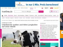 Bild zum Artikel: Velbert in NRW: Unbekannte quälen und töten Jungbullen auf Weide