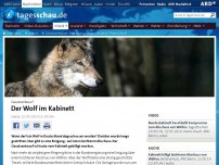 Bild zum Artikel: Gesetzentwurf: Regierung einigt sich beim Thema Wolf