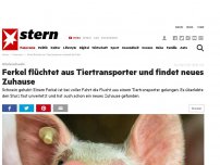 Bild zum Artikel: Glücksschwein: Ferkel flüchtet aus Tiertransporter und findet neues Zuhause