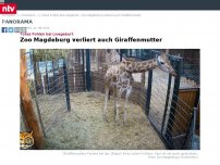 Bild zum Artikel: Totes Fohlen bei Livegeburt: Zoo Magdeburg verliert auch Giraffenmutter