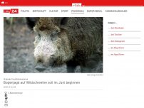 Bild zum Artikel: Stahnsdorf und Kleinmachnow: Bogenjagd auf Wildschweine soll im Juni beginnen