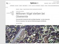 Bild zum Artikel: Sauger des Grauens: Millionen Vögel sterben bei Olivenernte