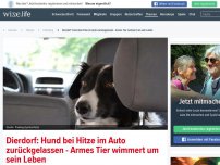Bild zum Artikel: Dierdorf: Hund bei Hitze im Auto zurückgelassen - Armes Tier wimmert um sein Leben