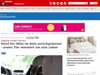 Bild zum Artikel: Dierdorf - Dierdorf: Hund bei Hitze im Auto zurückgelassen - Armes Tier wimmert um sein Leben
