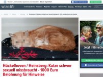 Bild zum Artikel: Hückelhoven / Heinsberg: Katze schwer sexuell missbraucht - 1000 Euro Belohnung für Hinweise
