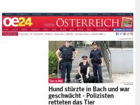 Bild zum Artikel: Hund stürzte in Bach und war geschwächt - Polizisten retteten das Tier