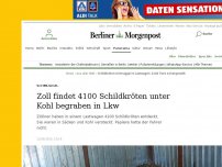 Bild zum Artikel: Schmuggel: Zoll findet 4100 Schildkröten unter Kohl begraben in Lkw