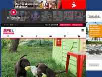 Bild zum Artikel: Zeugen gesucht Labrador Welpen in Viernheim gestohlen