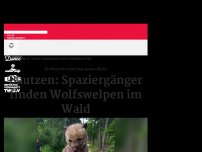 Bild zum Artikel: Bautzen: Spaziergänger finden Wolfswelpen im Wald