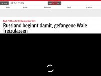 Bild zum Artikel: Russland beginnt damit, gefangene Wale freizulassen