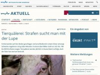 Bild zum Artikel: Tierquälerei oft ungestraft