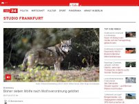 Bild zum Artikel: Bisher sieben Wölfe nach Wolfsverordnung getötet