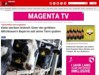 Bild zum Artikel: 'Solche Bilder noch nie gesehen' - Kühe sterben leidvoll: Einer der größten Milchbauern Bayerns soll seine Tiere quälen