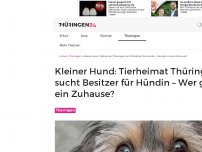 Bild zum Artikel: Traurig: Niemand vermisst diese kleine Hunde-Dame – Tierheimat Thüringen sucht seit Tagen nach dem Halter