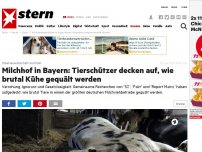 Bild zum Artikel: Milchviehbetrieb Endres im Allgäu: Offene Knochenbrüche, verwahrloste Kühe: Bislang nicht gekannte Dimension der Tierquälerei
