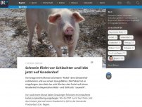 Bild zum Artikel: Schwein flieht vor Schlachter und lebt jetzt auf Gnadenhof