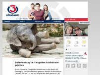 Bild zum Artikel: Elefantenbaby im Tiergarten Schönbrunn geboren