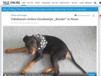 Bild zum Artikel: Polizei in Neuss sucht Zeugen: Unbekannte stehlen Labrador-Welpe „Bronko“