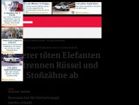 Bild zum Artikel: Botsuana: Elefant von Wilderern getötet - Foto zeigt Grausamkeit