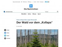 Bild zum Artikel: Klimawandel - Förster sehen Wald vor dem 'Kollaps'