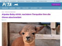 Bild zum Artikel: Alpaka-Baby stirbt, nachdem Tierquäler ihm die Ohren abschneidet