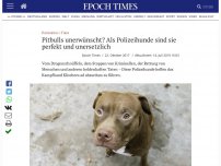 Bild zum Artikel: Pitbulls unerwünscht? Als Polizeihunde sind sie perfekt und unersetzlich