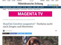 Bild zum Artikel: Hund bei Gewitter ausgesetzt?: Tierheim sucht nach Zeugen und Hinweisen